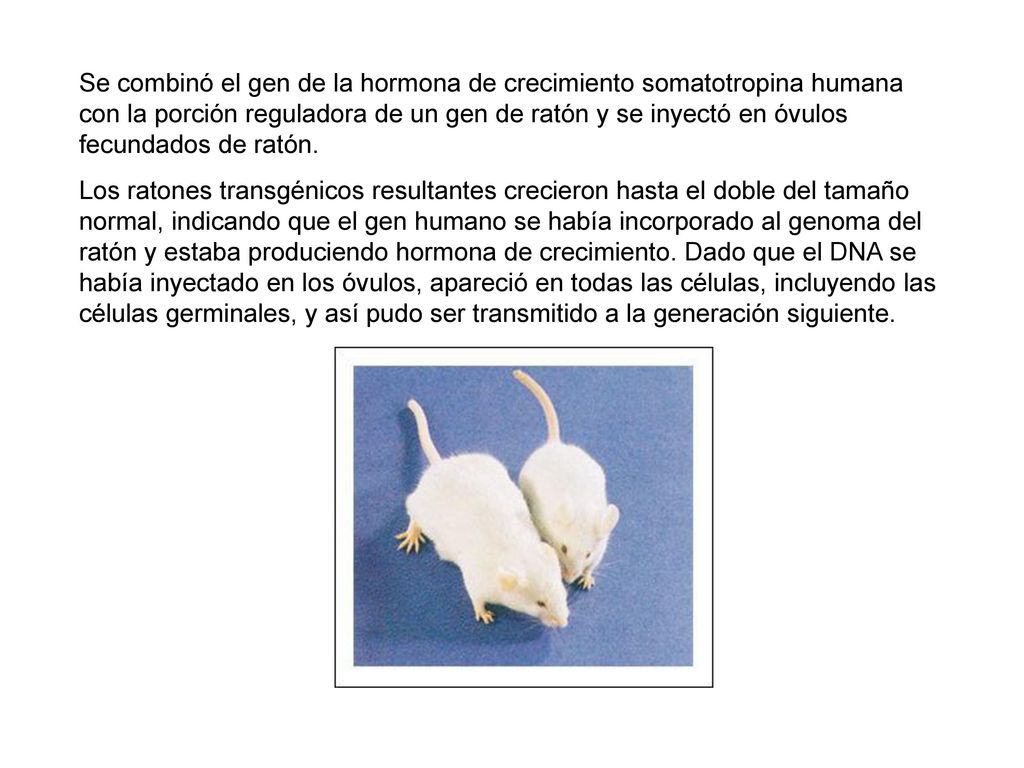 Se combinó el gen de la hormona de crecimiento somatotropina humana con la porción reguladora de un gen de ratón y se inyectó en óvulos fecundados de ratón.