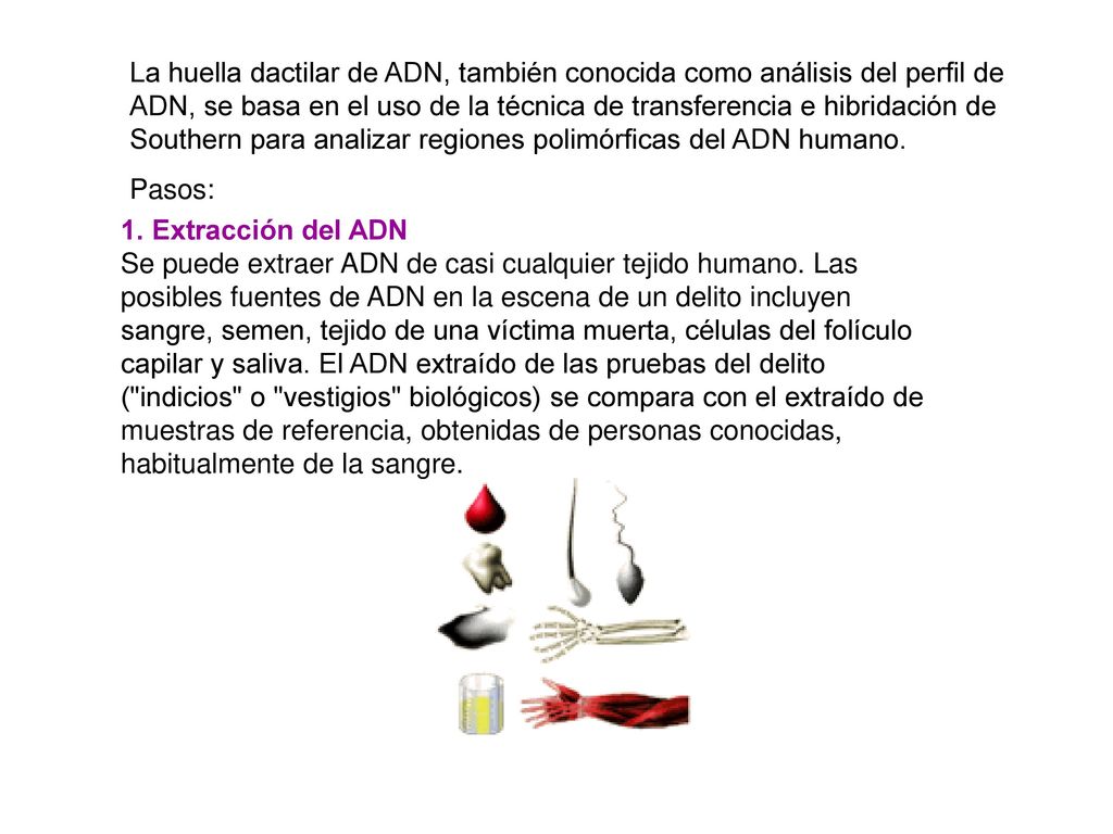 La huella dactilar de ADN, también conocida como análisis del perfil de ADN, se basa en el uso de la técnica de transferencia e hibridación de Southern para analizar regiones polimórficas del ADN humano.