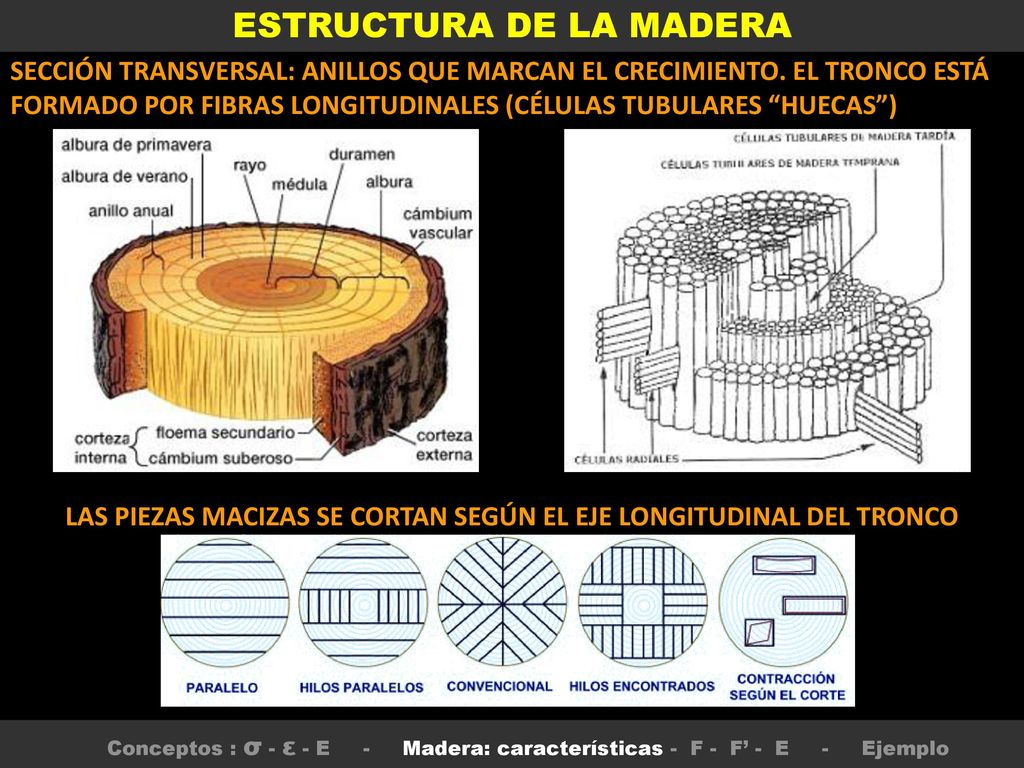 LAS PIEZAS MACIZAS SE CORTAN SEGÚN EL EJE LONGITUDINAL DEL TRONCO