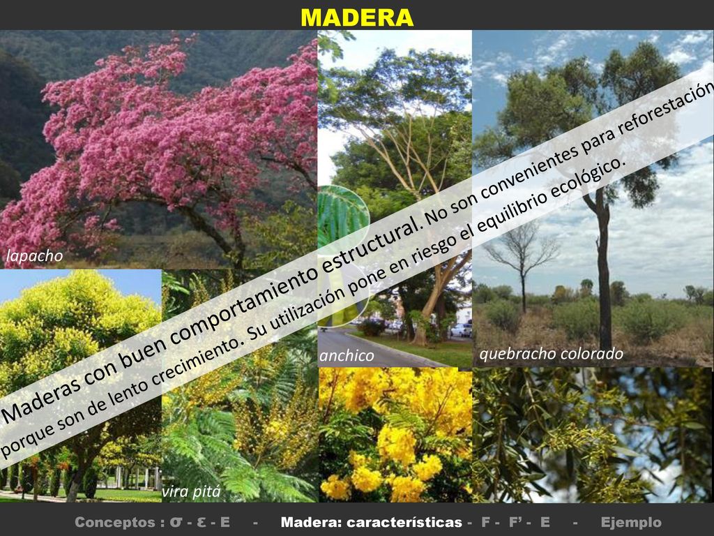 Conceptos : σ - ε - E - Madera: características - F - F’ - E - Ejemplo