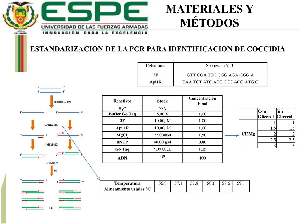 MATERIALES Y MÉTODOS. ESTANDARIZACIÓN DE LA PCR PARA IDENTIFICACION DE COCCIDIA. Cebadores. Secuencia 5´-3´