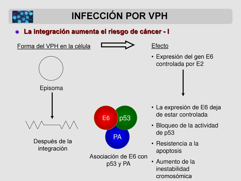 INFECCIÓN POR VPH La integración aumenta el riesgo de cáncer - I p53