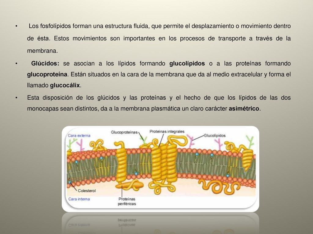 Los fosfolípidos forman una estructura fluida, que permite el desplazamiento o movimiento dentro de ésta. Estos movimientos son importantes en los procesos de transporte a través de la membrana.