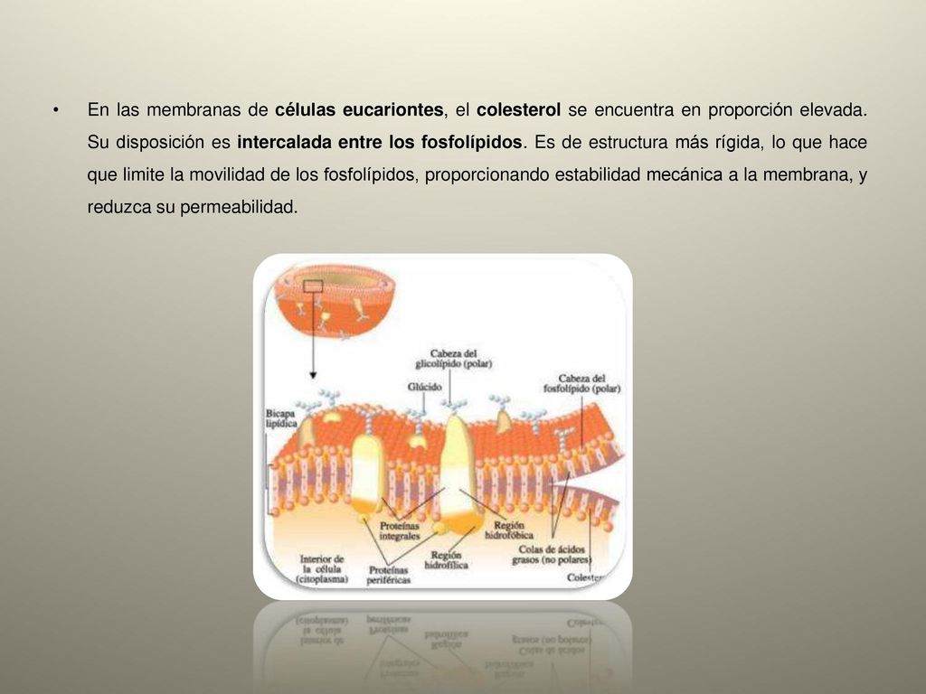 En las membranas de células eucariontes, el colesterol se encuentra en proporción elevada.
