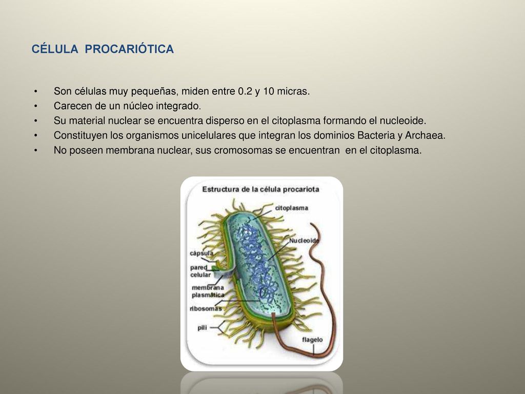 CÉLULA PROCARIÓTICA Son células muy pequeñas, miden entre 0.2 y 10 micras. Carecen de un núcleo integrado.