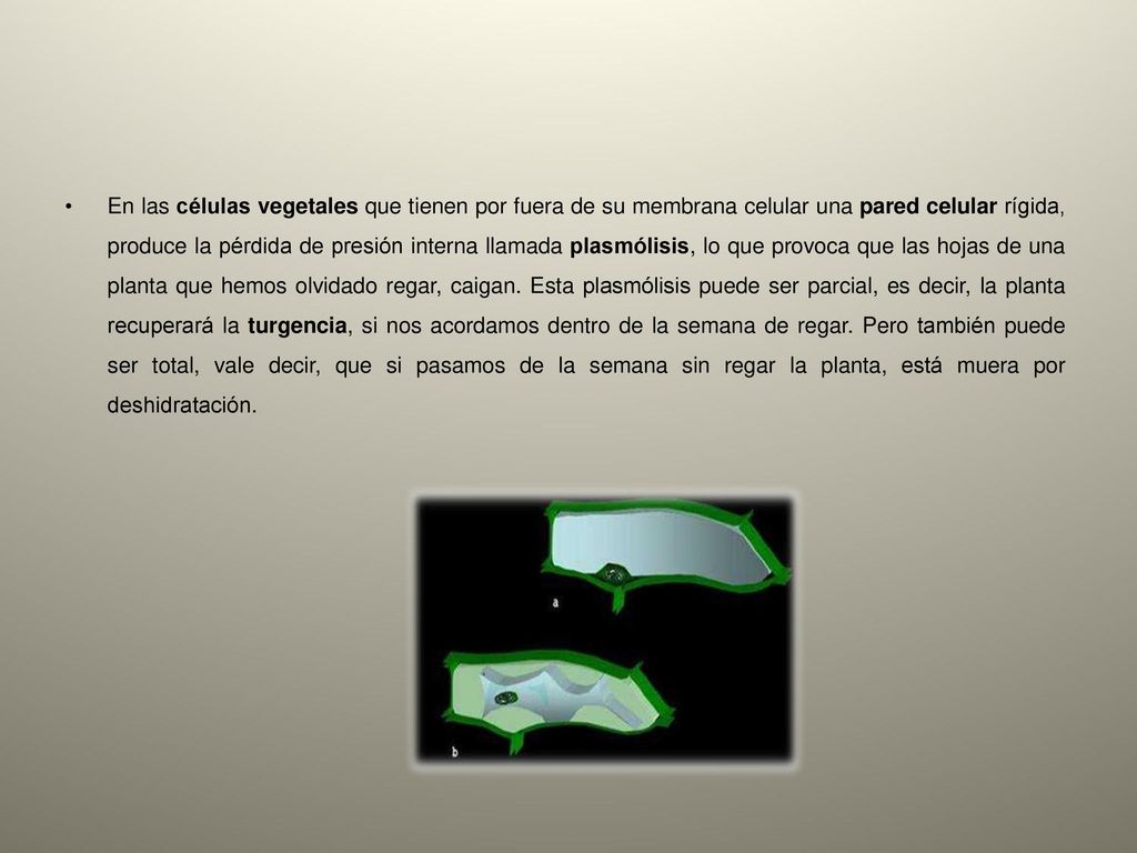 En las células vegetales que tienen por fuera de su membrana celular una pared celular rígida, produce la pérdida de presión interna llamada plasmólisis, lo que provoca que las hojas de una planta que hemos olvidado regar, caigan.
