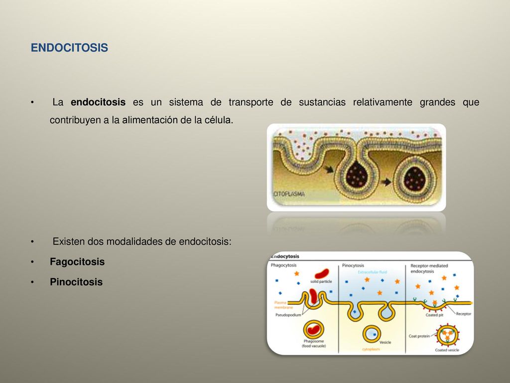 ENDOCITOSIS La endocitosis es un sistema de transporte de sustancias relativamente grandes que contribuyen a la alimentación de la célula.
