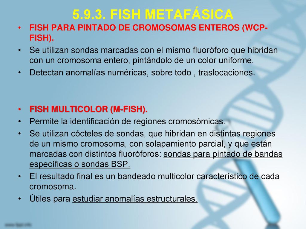 FISH METAFÁSICA FISH PARA PINTADO DE CROMOSOMAS ENTEROS (WCP-FISH).