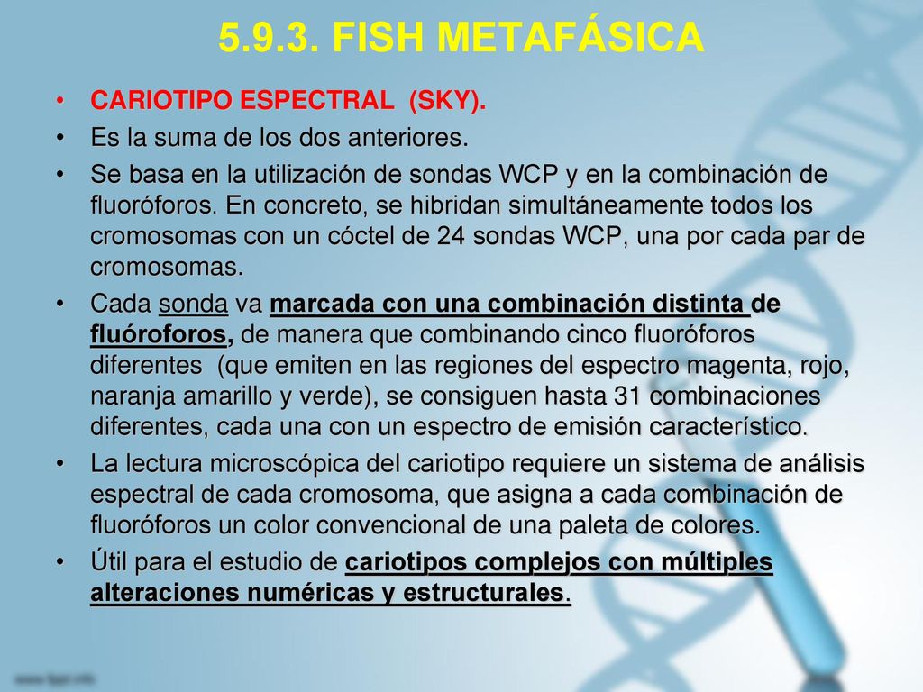 FISH METAFÁSICA CARIOTIPO ESPECTRAL (SKY).
