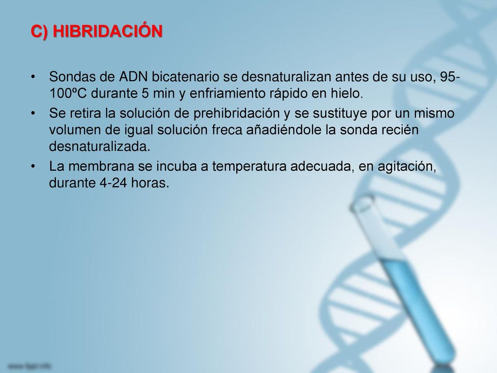 C) HIBRIDACIÓN Sondas de ADN bicatenario se desnaturalizan antes de su uso, ºC durante 5 min y enfriamiento rápido en hielo.