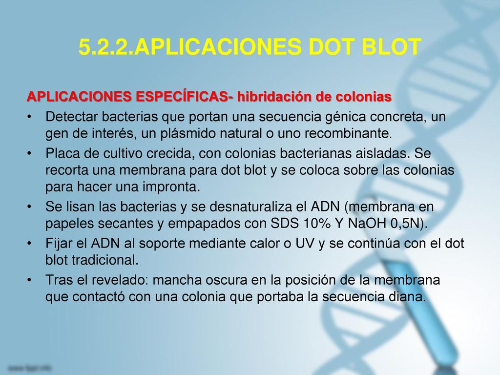 5.2.2.APLICACIONES DOT BLOT APLICACIONES ESPECÍFICAS- hibridación de colonias.