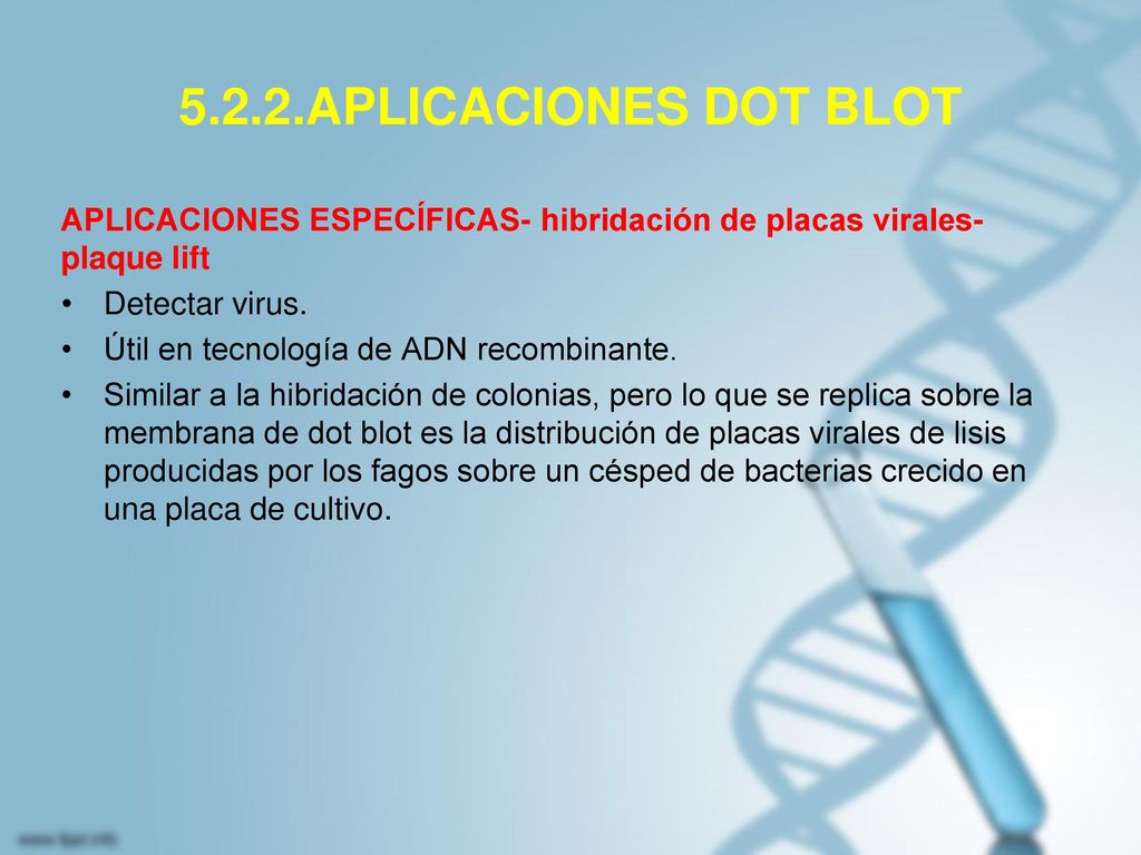 5.2.2.APLICACIONES DOT BLOT APLICACIONES ESPECÍFICAS- hibridación de placas virales-plaque lift. Detectar virus.