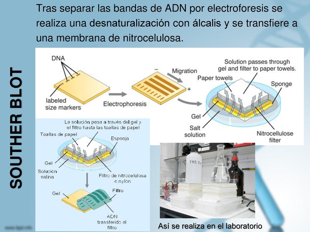 Tras separar las bandas de ADN por electroforesis se realiza una desnaturalización con álcalis y se transfiere a una membrana de nitrocelulosa.