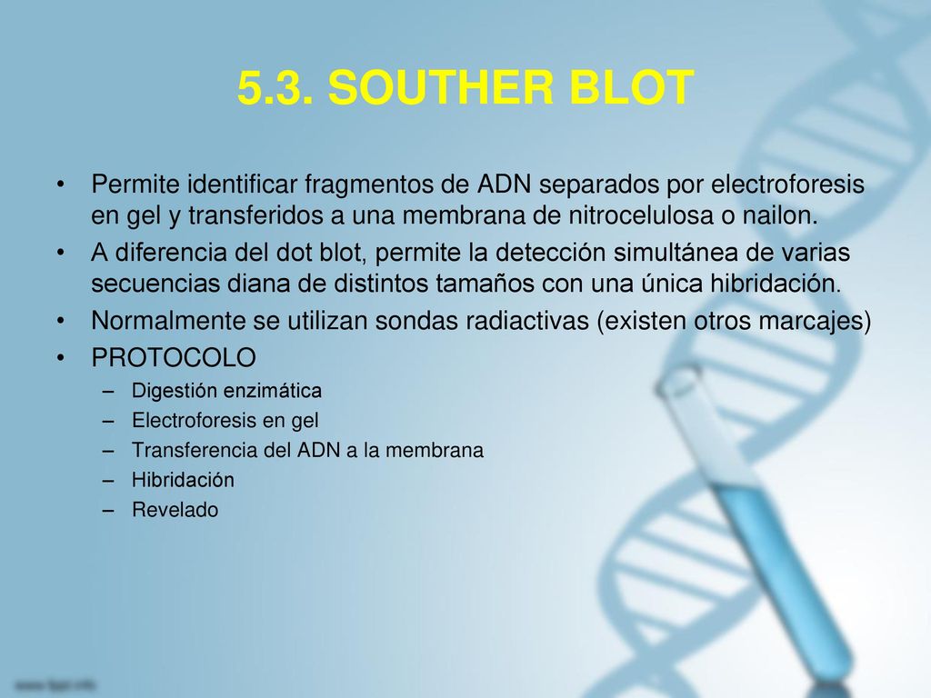 5.3. SOUTHER BLOT Permite identificar fragmentos de ADN separados por electroforesis en gel y transferidos a una membrana de nitrocelulosa o nailon.