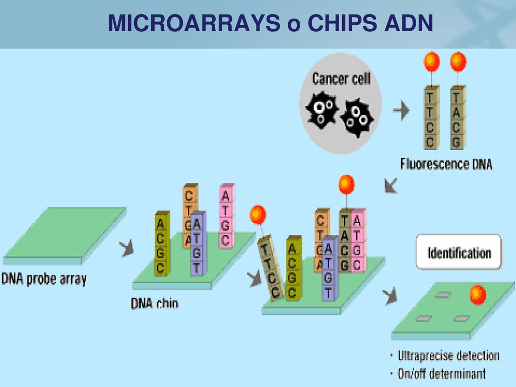 MICROARRAYS o CHIPS ADN