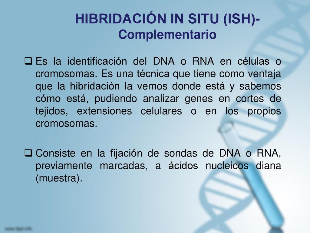 HIBRIDACIÓN IN SITU (ISH)- Complementario