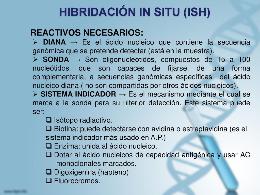 HIBRIDACIÓN IN SITU (ISH)