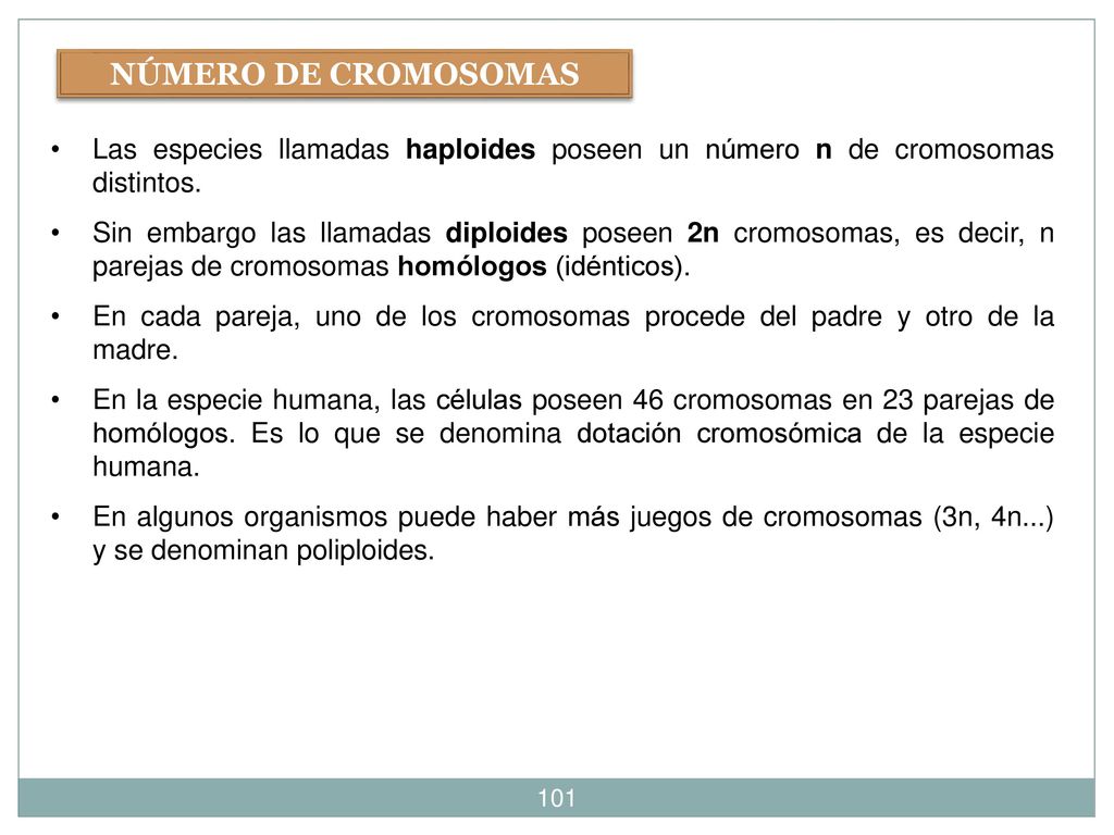 NÚMERO DE CROMOSOMAS Las especies llamadas haploides poseen un número n de cromosomas distintos.