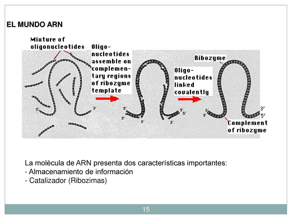 EL MUNDO ARN La molécula de ARN presenta dos características importantes: - Almacenamiento de información.