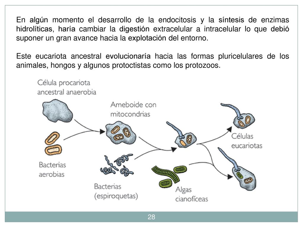 En algún momento el desarrollo de la endocitosis y la síntesis de enzimas hidrolíticas, haría cambiar la digestión extracelular a intracelular lo que debió suponer un gran avance hacia la explotación del entorno.
