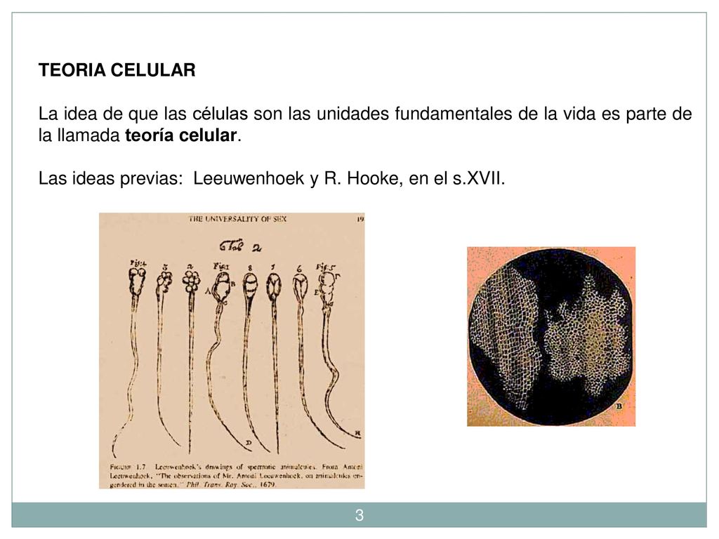 TEORIA CELULAR La idea de que las células son las unidades fundamentales de la vida es parte de la llamada teoría celular.