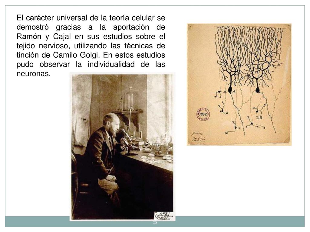 El carácter universal de la teoría celular se demostró gracias a la aportación de Ramón y Cajal en sus estudios sobre el tejido nervioso, utilizando las técnicas de tinción de Camilo Golgi.
