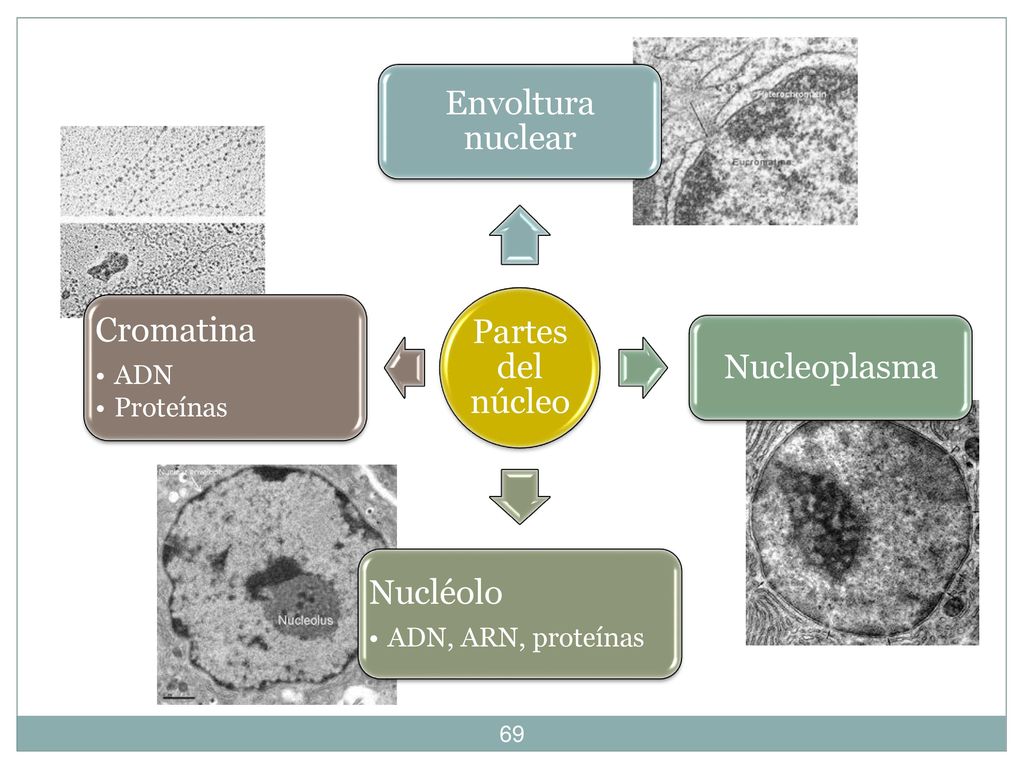Partes del núcleo Envoltura nuclear. Nucleoplasma. Nucléolo. ADN, ARN, proteínas. Cromatina. ADN.