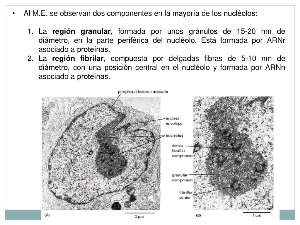 Al M.E. se observan dos componentes en la mayoría de los nucléolos: