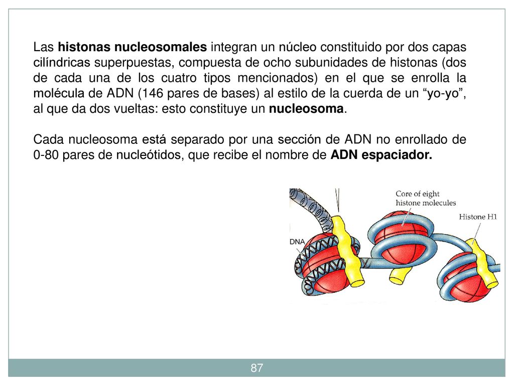 Las histonas nucleosomales integran un núcleo constituido por dos capas cilíndricas superpuestas, compuesta de ocho subunidades de histonas (dos de cada una de los cuatro tipos mencionados) en el que se enrolla la molécula de ADN (146 pares de bases) al estilo de la cuerda de un yo-yo , al que da dos vueltas: esto constituye un nucleosoma.