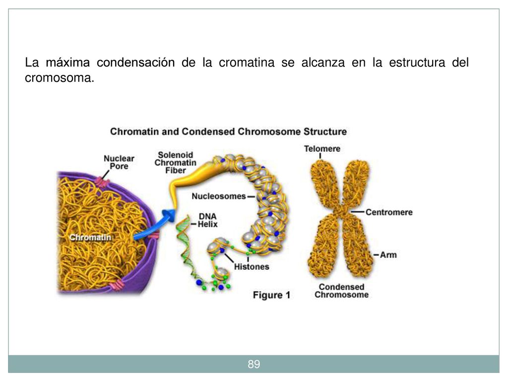 La máxima condensación de la cromatina se alcanza en la estructura del cromosoma.