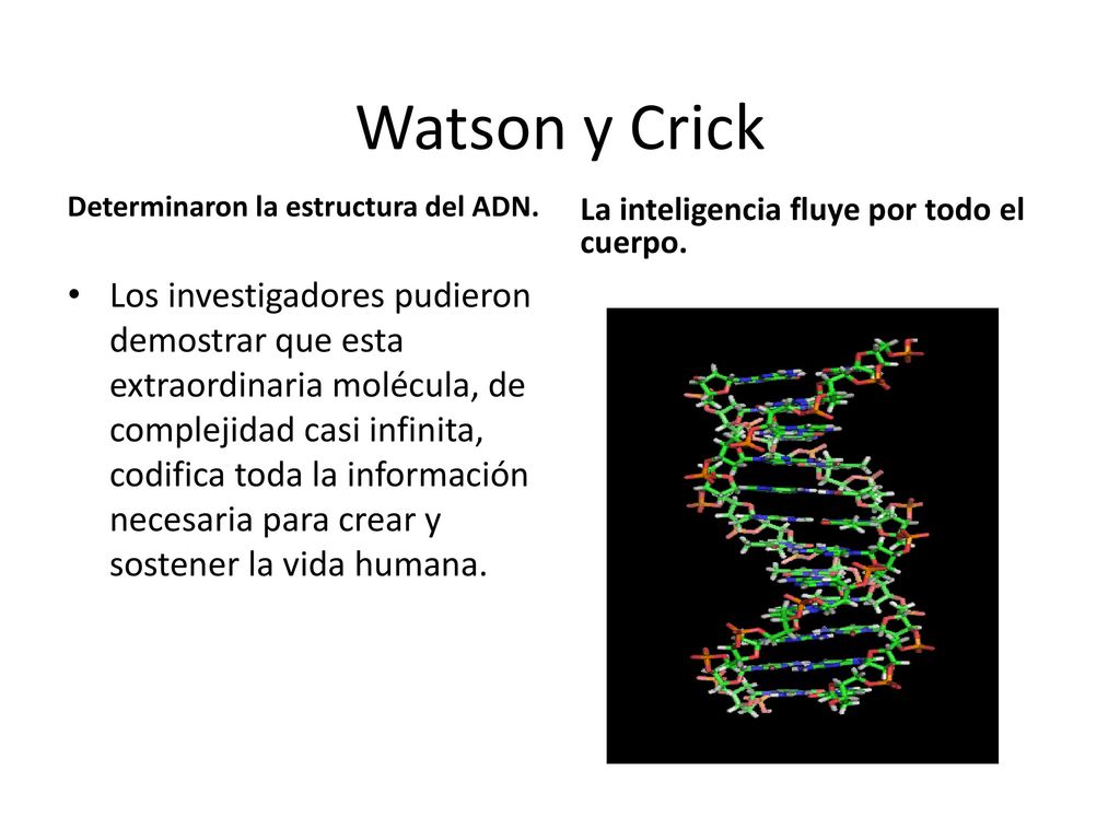 Watson y Crick La inteligencia fluye por todo el cuerpo. Determinaron la estructura del ADN.