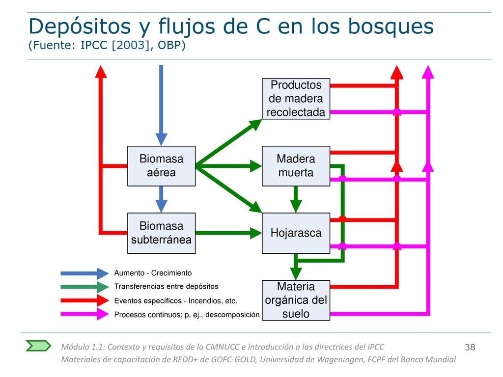 Depósitos y flujos de C en los bosques (Fuente: IPCC [2003], OBP)