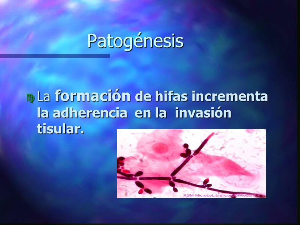 Patogénesis La formación de hifas incrementa la adherencia en la invasión tisular.