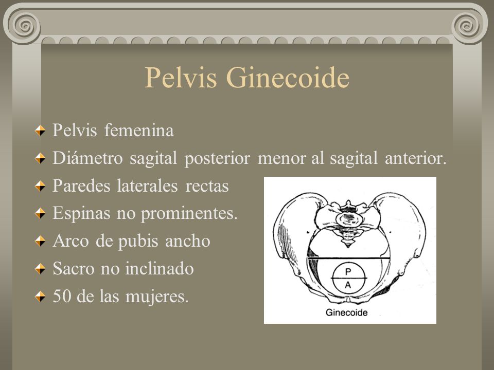 Pelvis Ginecoide Pelvis femenina