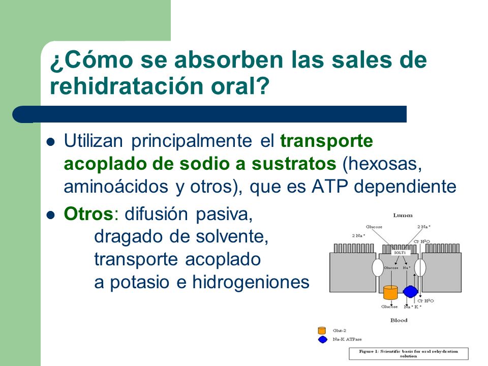 ¿Cómo se absorben las sales de rehidratación oral