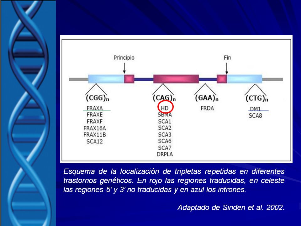 Esquema de la localización de tripletas repetidas en diferentes trastornos genéticos. En rojo las regiones traducidas, en celeste las regiones 5’ y 3’ no traducidas y en azul los intrones.