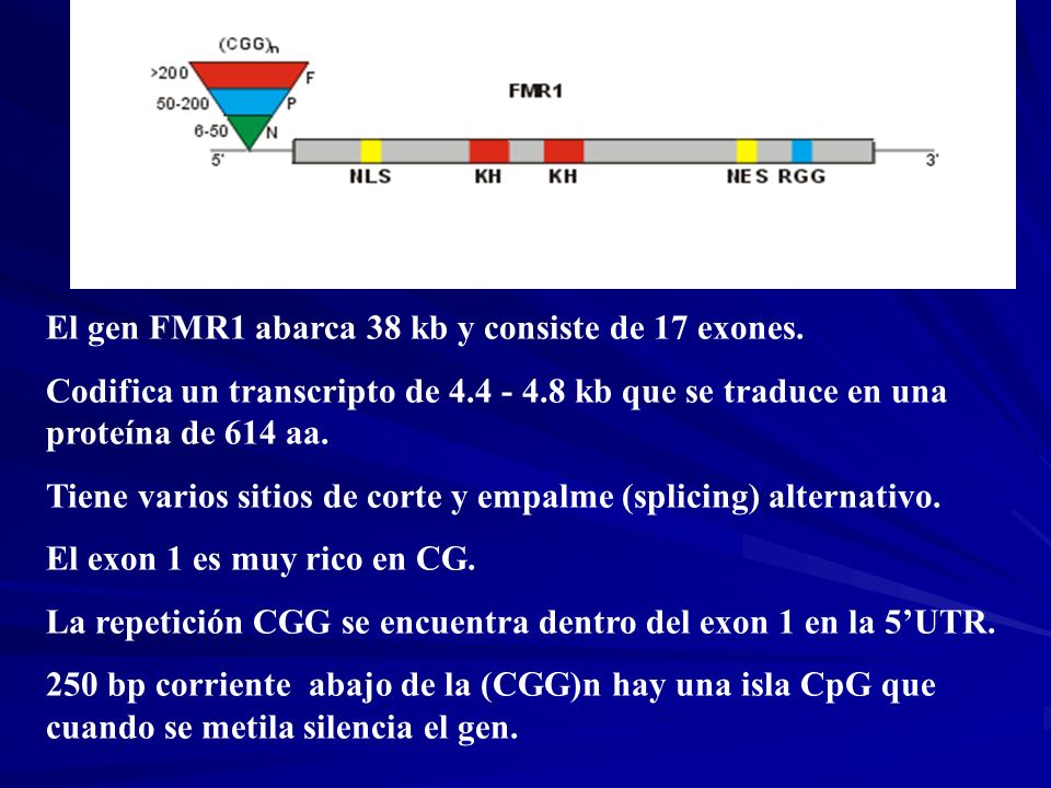 El gen FMR1 abarca 38 kb y consiste de 17 exones.