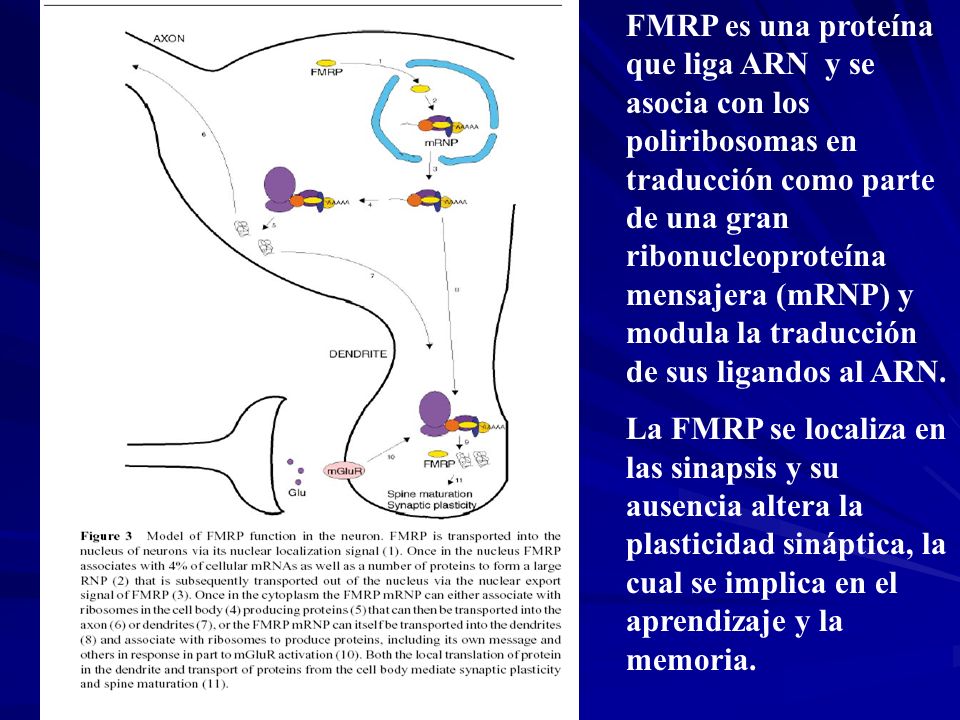 FMRP es una proteína que liga ARN y se asocia con los poliribosomas en traducción como parte de una gran ribonucleoproteína mensajera (mRNP) y modula la traducción de sus ligandos al ARN.