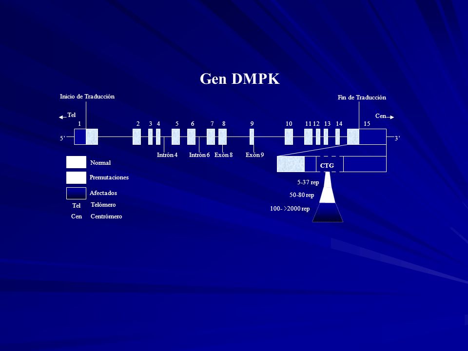Gen DMPK Inicio de Traducción Fin de Traducción Tel Cen