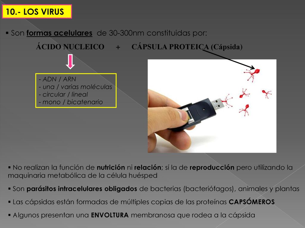 10.- LOS VIRUS Son formas acelulares de nm constituidas por: