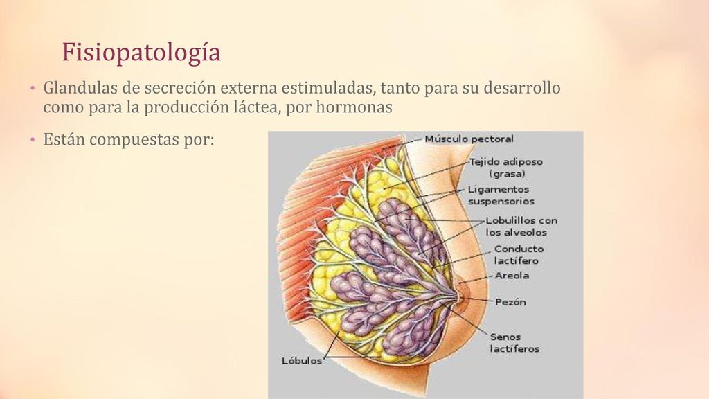 Fisiopatología Glandulas de secreción externa estimuladas, tanto para su desarrollo como para la producción láctea, por hormonas.