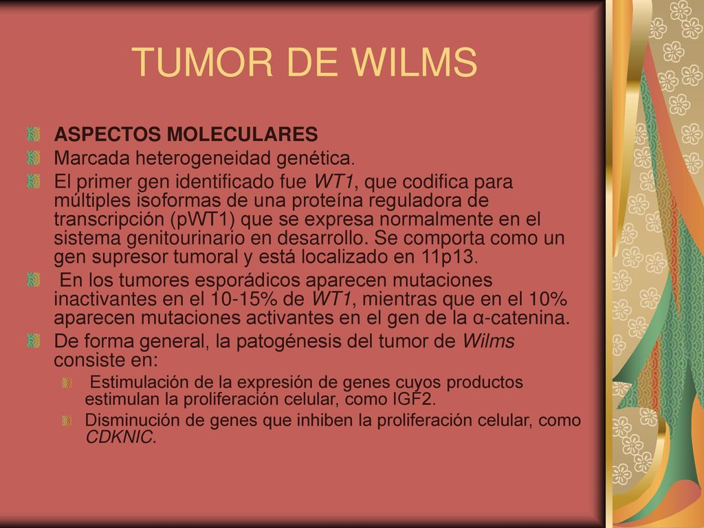 TUMOR DE WILMS ASPECTOS MOLECULARES Marcada heterogeneidad genética.