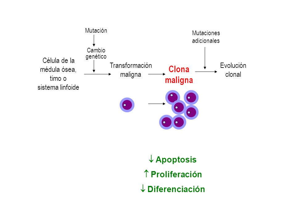 Clona maligna  Apoptosis  Proliferación  Diferenciación