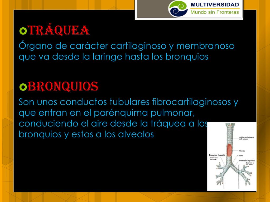 Tráquea Órgano de carácter cartilaginoso y membranoso que va desde la laringe hasta los bronquios. Bronquios.