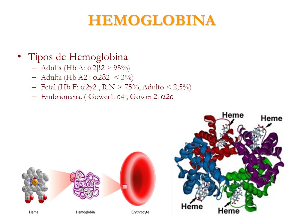 HEMOGLOBINA Tipos de Hemoglobina Adulta (Hb A: 22 > 95%)
