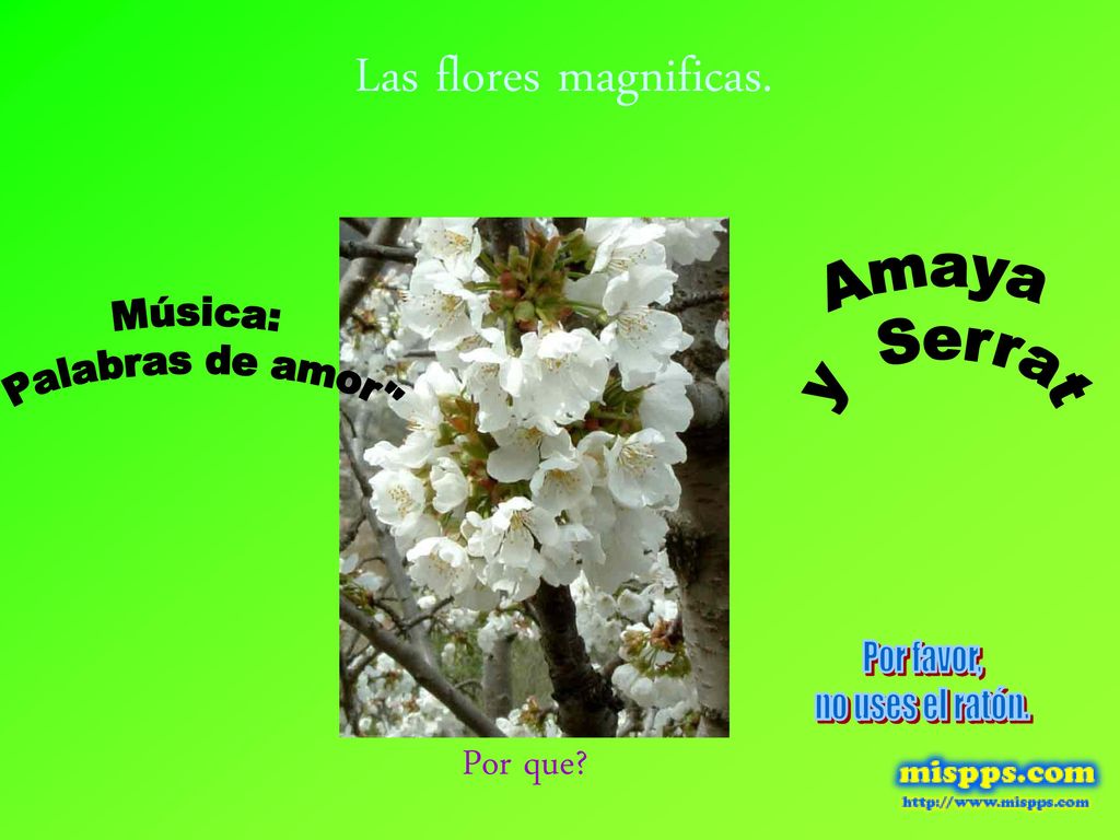 Las flores magnificas. Por que Amaya Música: y Serrat