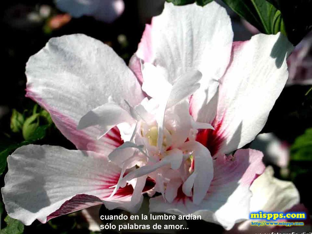 cuando en la lumbre ardían sólo palabras de amor...