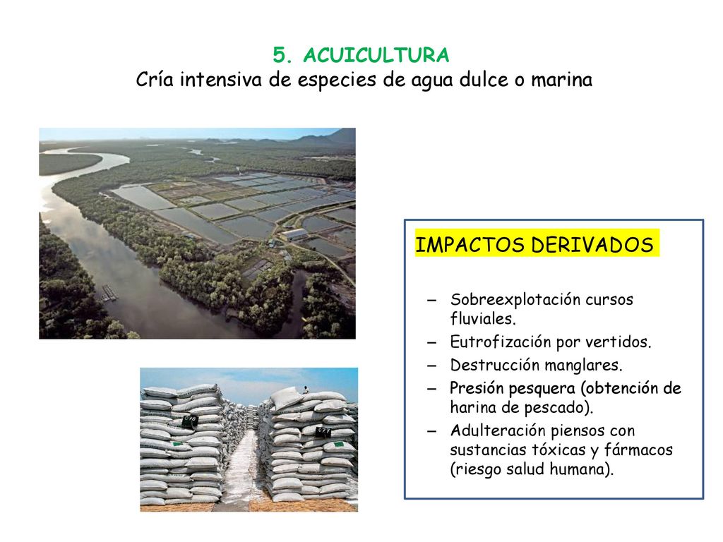 5. ACUICULTURA Cría intensiva de especies de agua dulce o marina