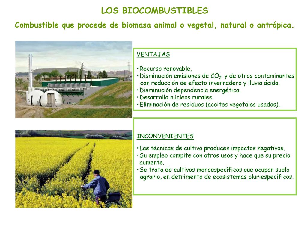 LOS BIOCOMBUSTIBLES Combustible que procede de biomasa animal o vegetal, natural o antrópica. VENTAJAS.