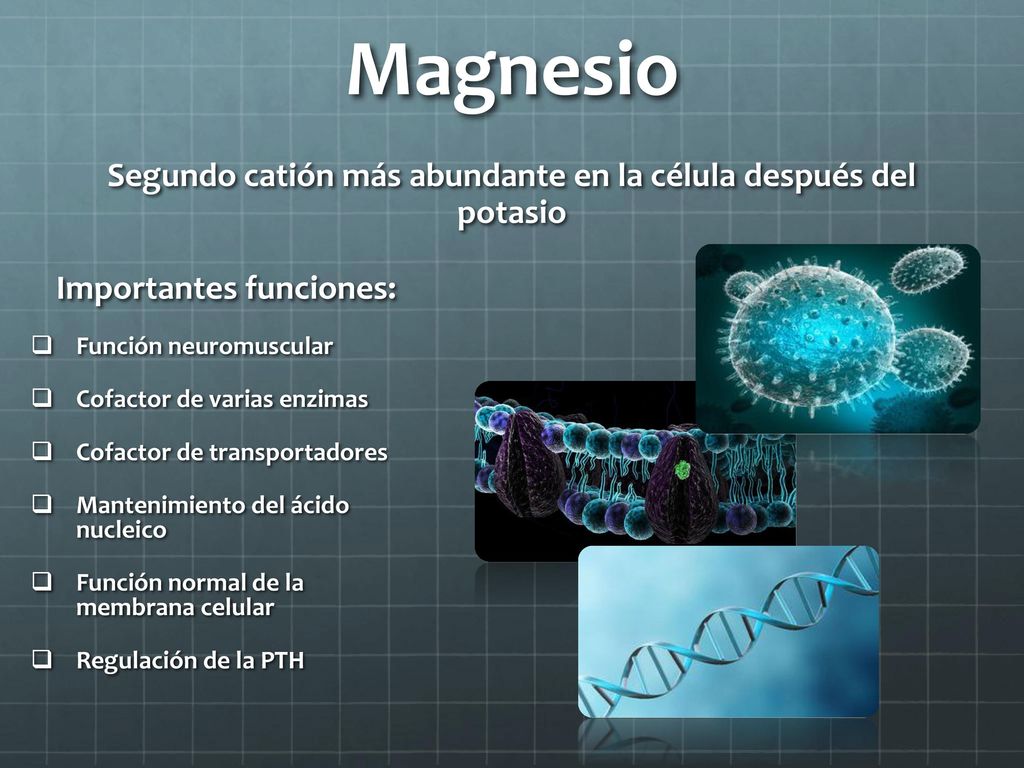 Magnesio Segundo catión más abundante en la célula después del potasio